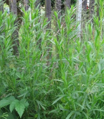 Bio Palina dračia - Artemisia dracunculus - predaj bio semien - 500 ks