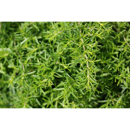 Bio Saturejka záhradná -  Satureia hortensis - bio semiačka - 1 g