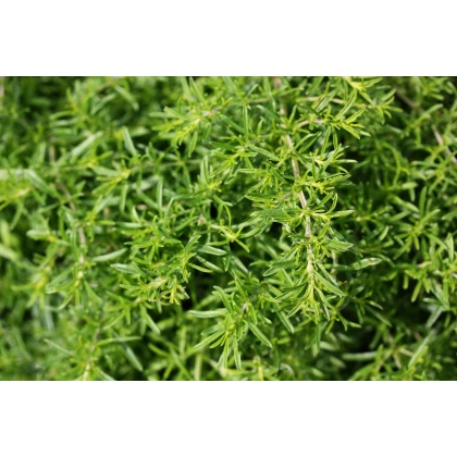 Bio Saturejka záhradná -  Satureia hortensis - predaj bio semien - 1 g