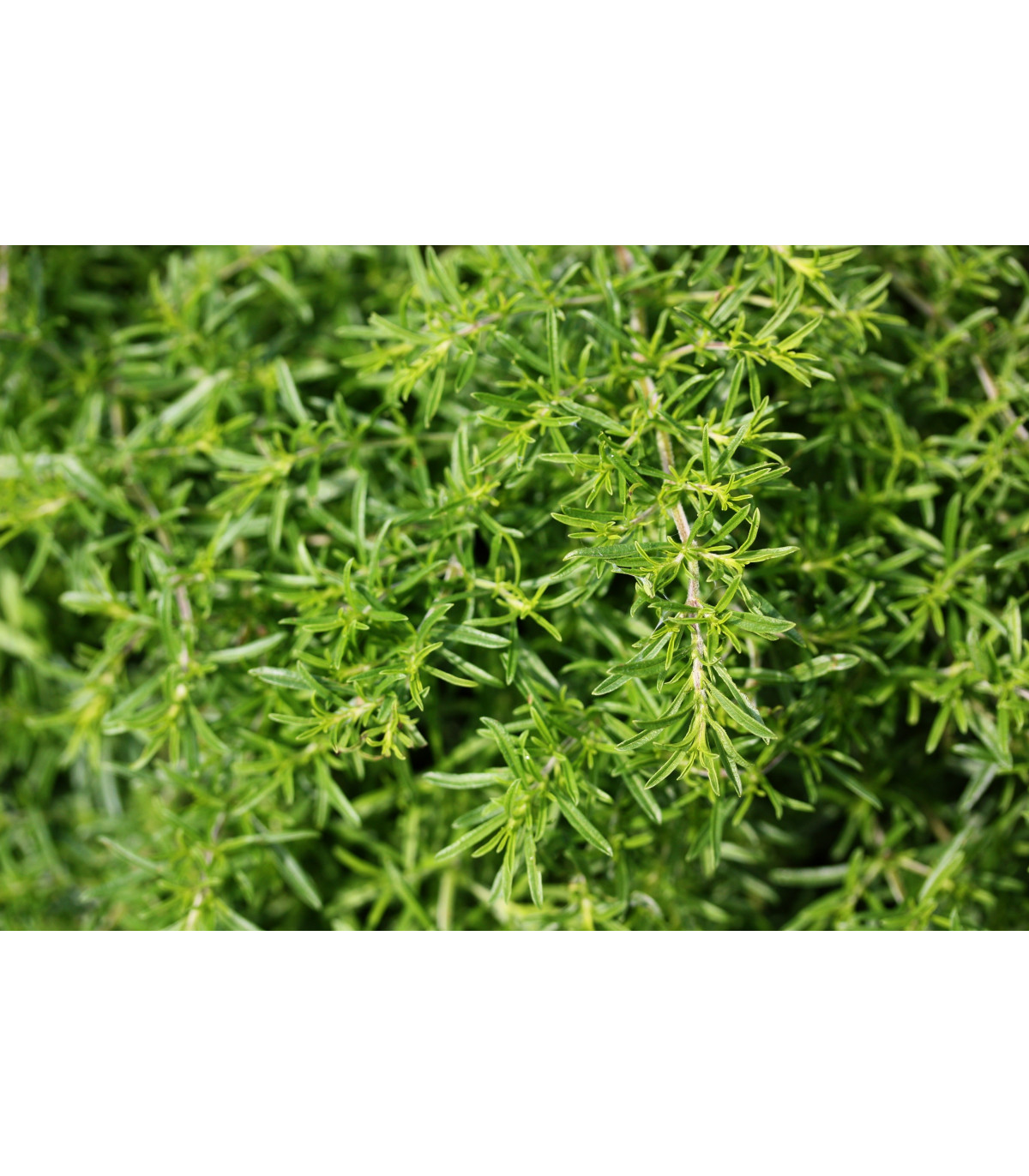 Bio Saturejka záhradná -  Satureia hortensis - bio semiačka - 1 g