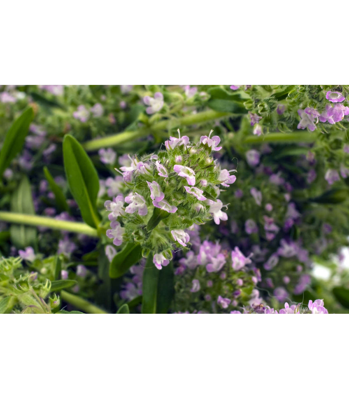 Saturejka záhradná - Satureja hortensis - semiačka - 300 ks