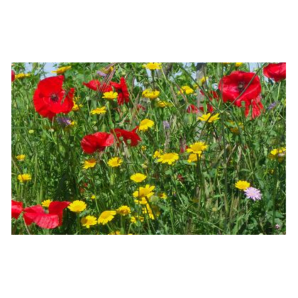 Zmes divých aromatických bylín - semiačka - 0,2 g