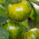 Paradajka - Zelená zebra - Solanum lycopersicum - Semená rajčiaka - 6 ks
