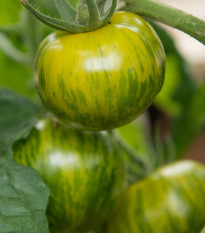 Paradajka - Zelená zebra - Solanum lycopersicum - Semená rajčiaka - 6 ks