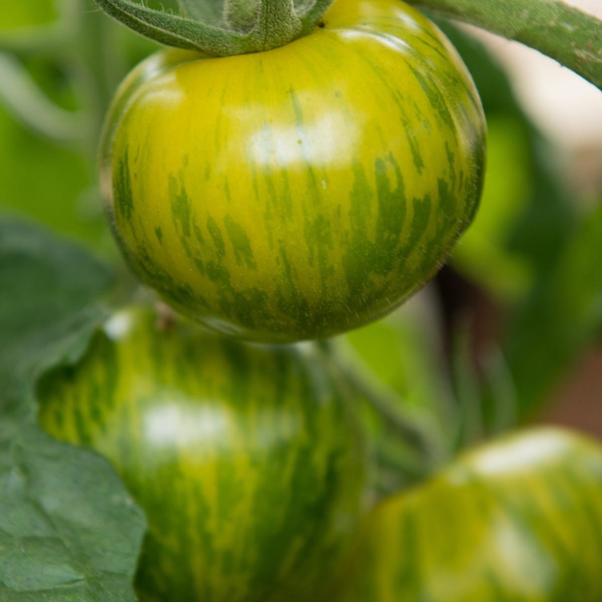 Paradajka - Zelená zebra - Solanum lycopersicum - Semená rajčiaka - 6 ks