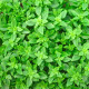 Bazalka Pluto - bazalka malolistá - Ocimum - semiačka - 0,2 g