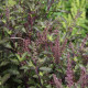 Bazalka posvätná červená - Ocimum tenuiflorum - Holy red Basil - semiačka - 30 ks