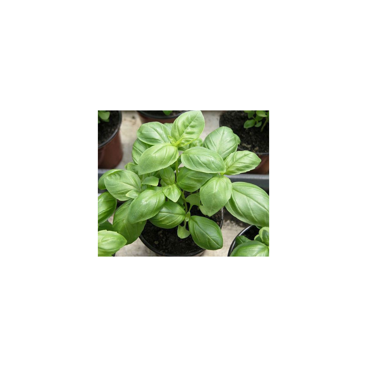 Bazalka pravá balkónová - Ocimum basilicum - semiačka -  0,3 g