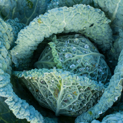 Kel hlávkový neskorý Langedijský - Brassica oleracea - semiačka - 160 ks