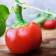Chilli Large Red Cherry Hot - Capsicum annuum - semienka - 7 ks
