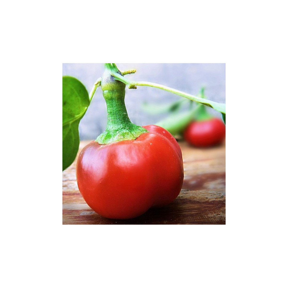 Chilli Large Red Cherry Hot - Capsicum annuum - semienka - 7 ks