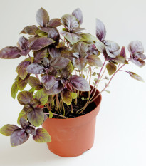 Bazalka pravá červená - Ocimum basilicum - semiačka -  200 ks