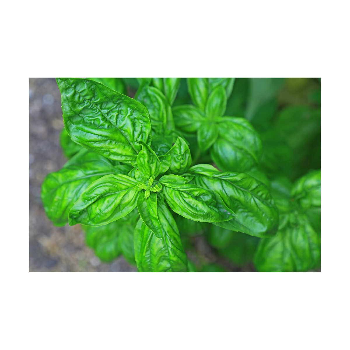 Bazalka pravá Genovese - Ocimum basilikum Genovese - semiačka - 150 ks