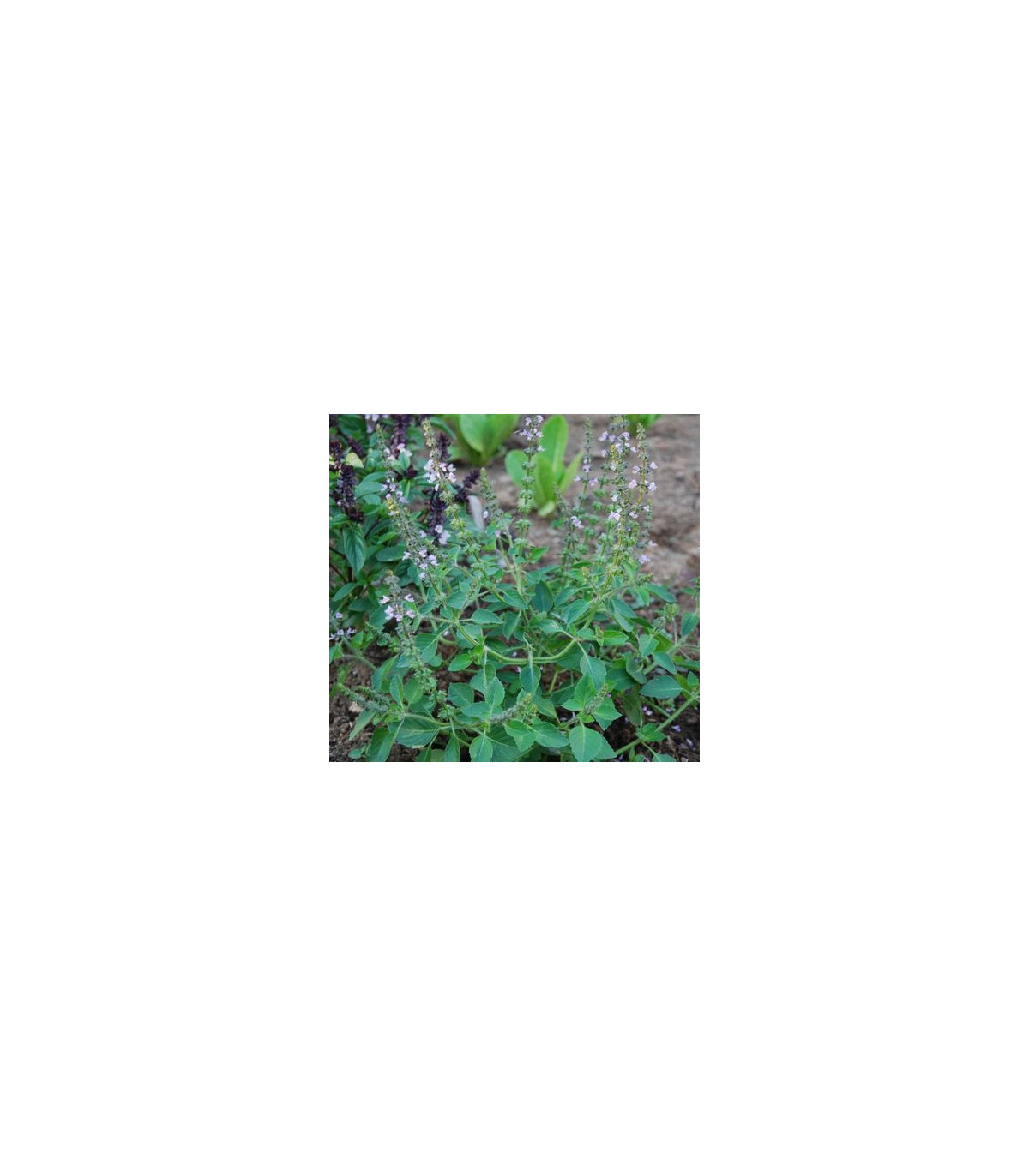 Bazalka pravá Spice - Ocimum basilicum Spice Basil - semiačka - 30 ks