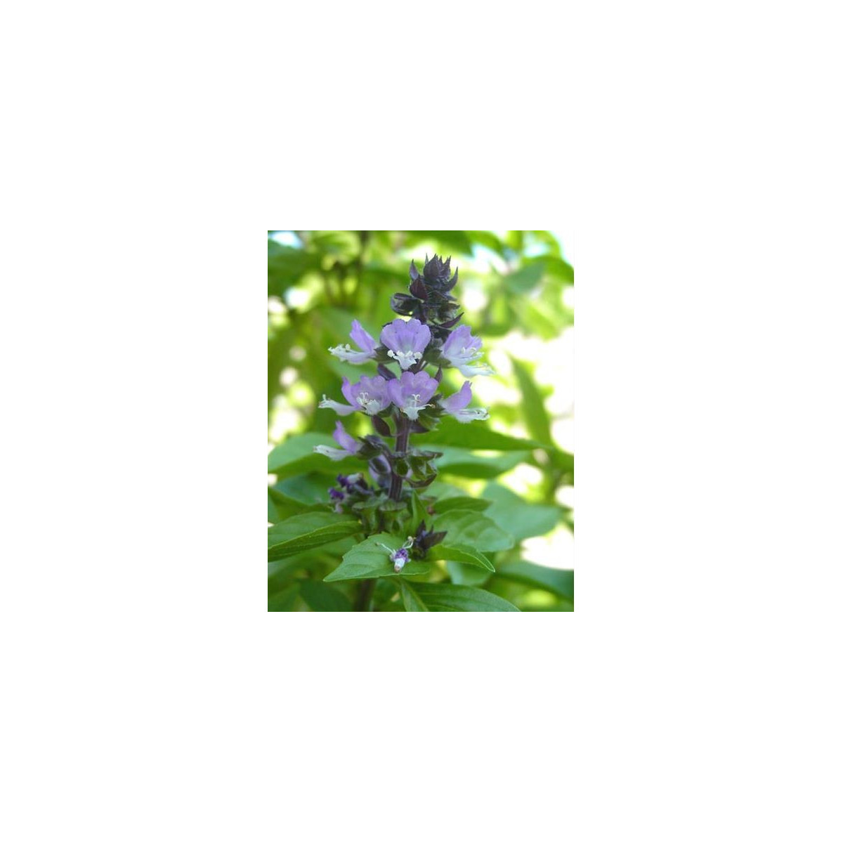 Bazalka škoricová - Ocimum basilicum - semiačka - 50 ks