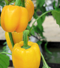 Paprika Baby Bell žltá - Capsicum annuum - semienka - 10 ks