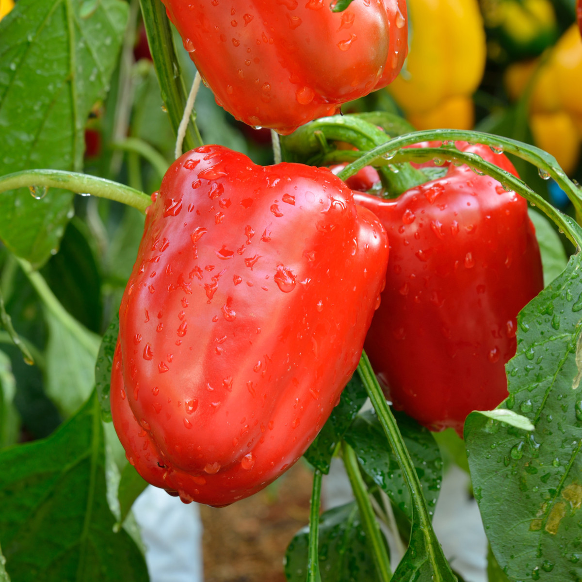 Paprika Bendigo F1 - Capsicum annuum - semienka - 5 ks