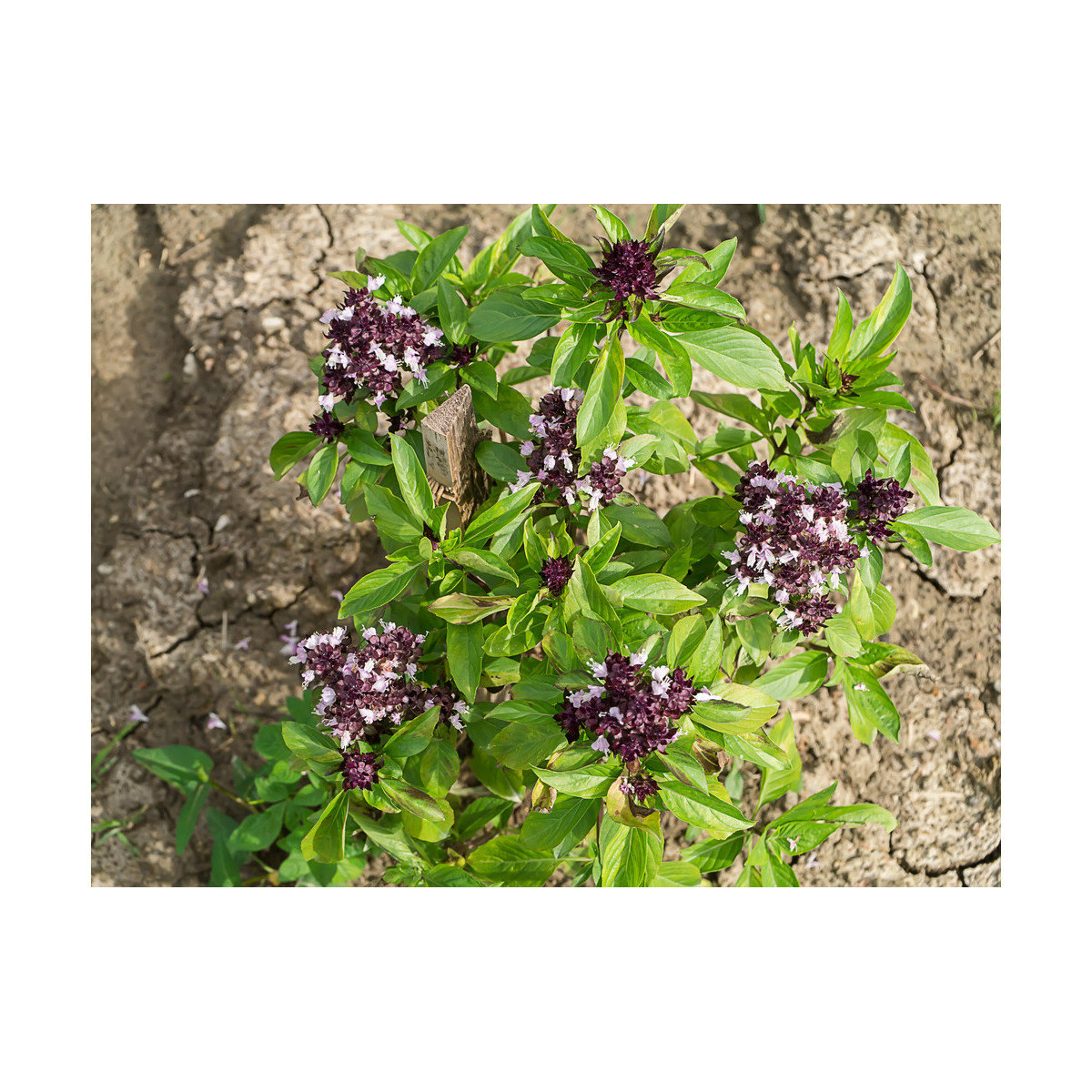 Bazalka thajská - Ocimum basilicum var. thyrsiflora - semiačka - 50 ks