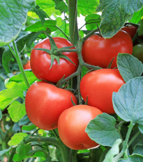 Paradajka Tornado F1 - Solanum lycopersicum - Semená rajčiaka - 20 ks