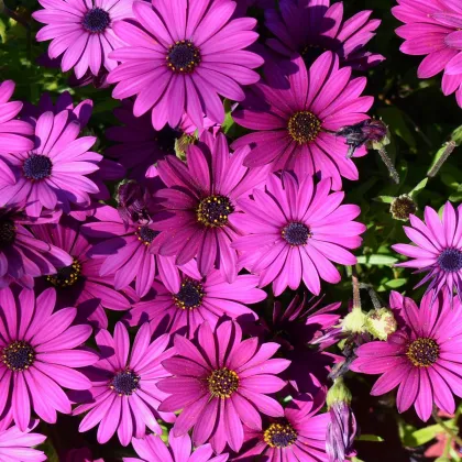 Africká sedmokráska Asti Mix F1 - Osteospermum ecklonis - predaj semien - 6 ks