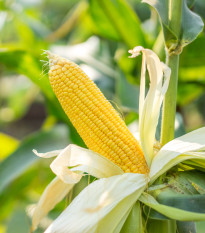 Kukurica Luminox F1 - Zea Mays - semienka - 20 ks