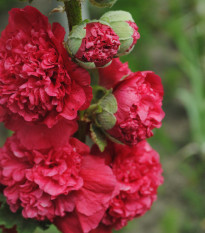 Topoľovka Chaters Scarlet - Alcea rosea - semienka topoľovky - 30 ks