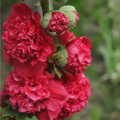Topoľovka Chaters Scarlet - Alcea rosea - semienka topoľovky - 30 ks