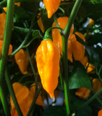 Chilli Devils Tongue Yellow - Capsicum chinense - semienka chilli - 7 ks