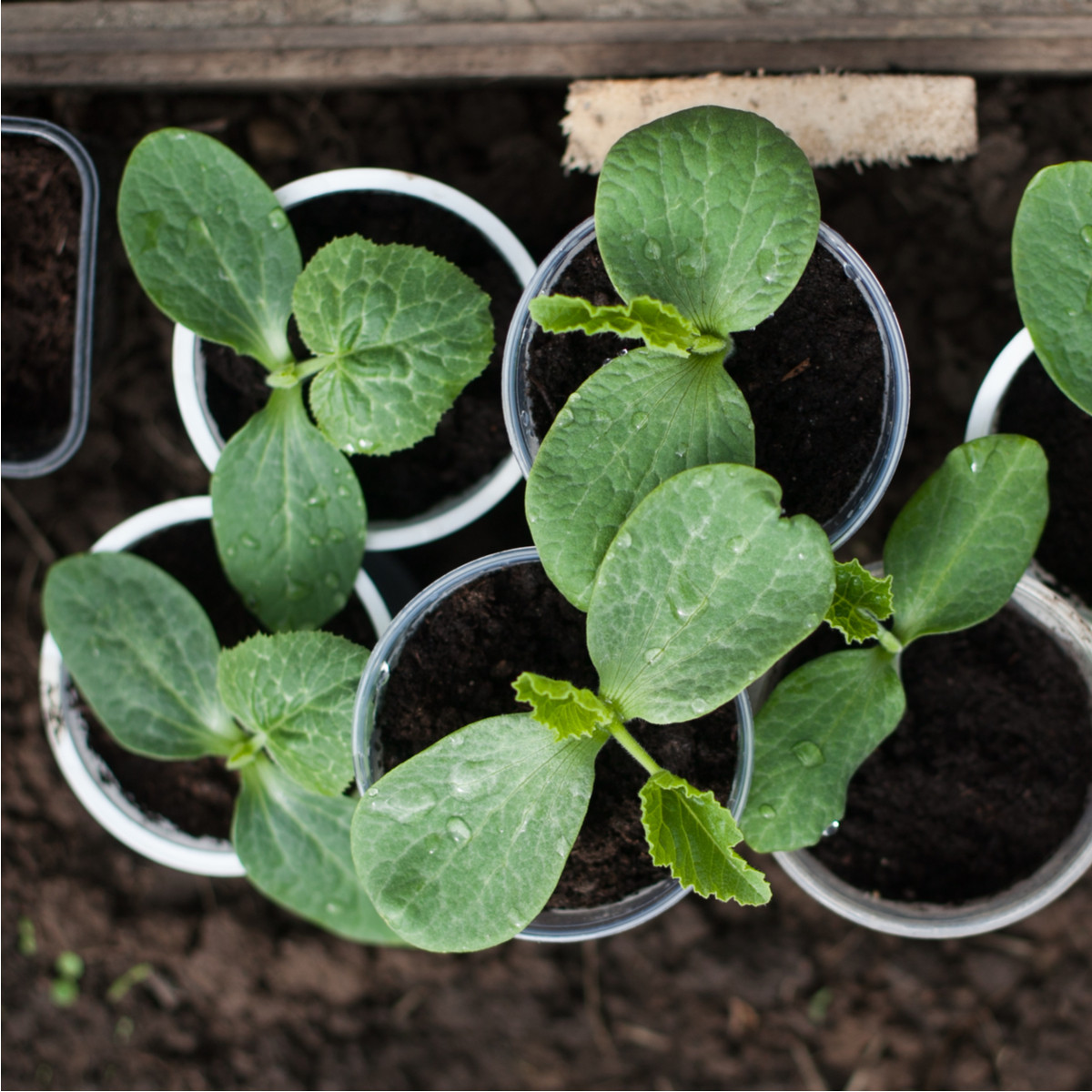 Tekvica na štepenie Routpower F1 - Cucurbita maxima x moschata - dyňa - semienka tekvice - 10 ks