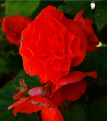 Begónia plnokvetá červená - Begonia superba - predaj cibuľovín - 2 ks