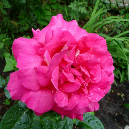 Begónia plnokvetá ružová - Begonia superba - predaj cibuľovín - 2 ks