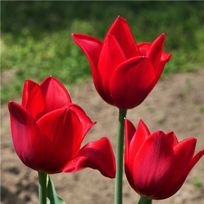 Tulipán Kingsblood - Tulipa - predaj cibuľovín - 3 ks
