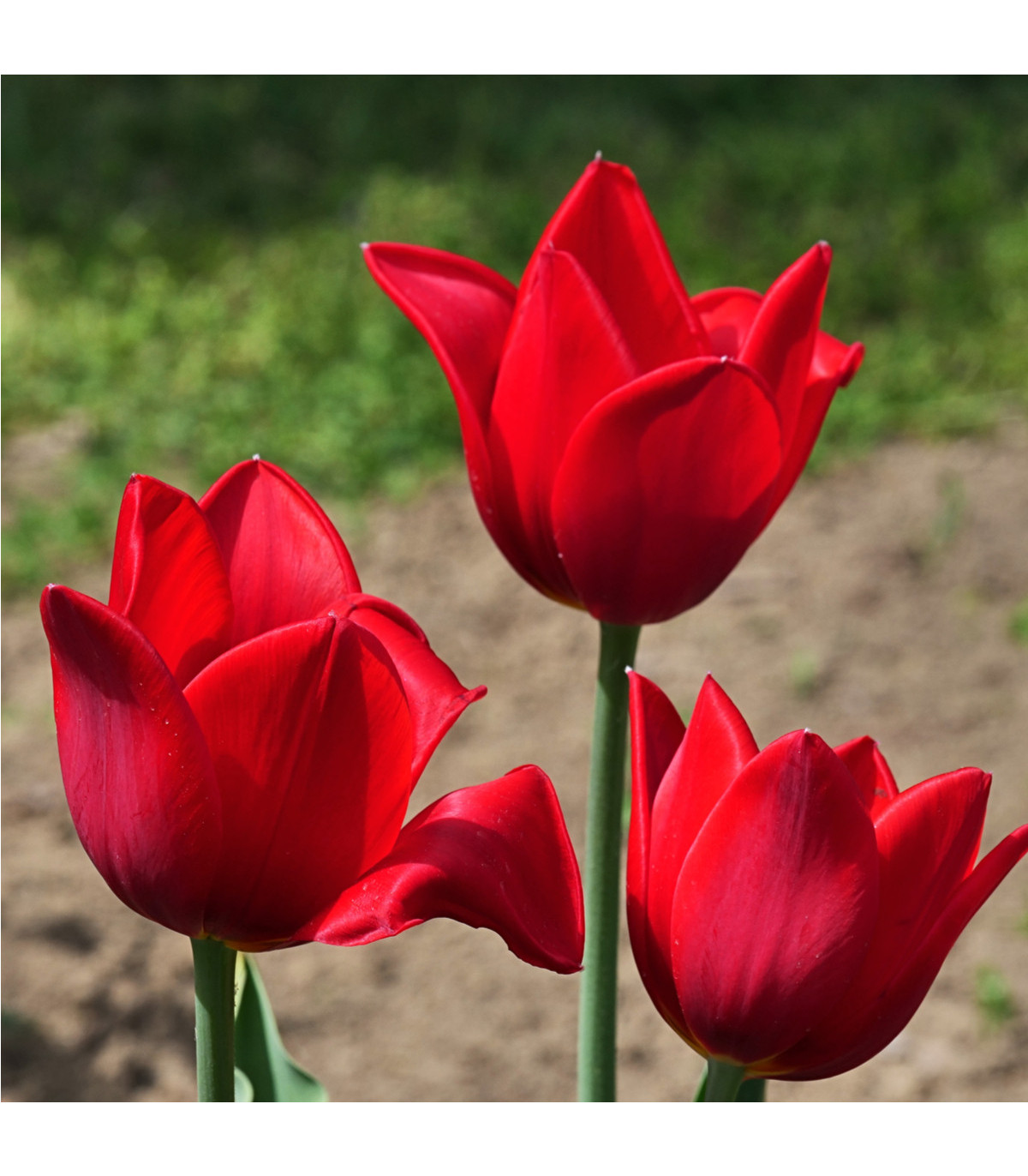 Tulipán Kingsblood - Tulipa - predaj cibuľovín - 3 ks