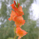 Gladiol Ovatie - Gladiolus - predaj cibuľovín - 3 ks