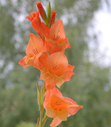 Gladiol Ovatie - Gladiolus - predaj cibuľovín - 3 ks
