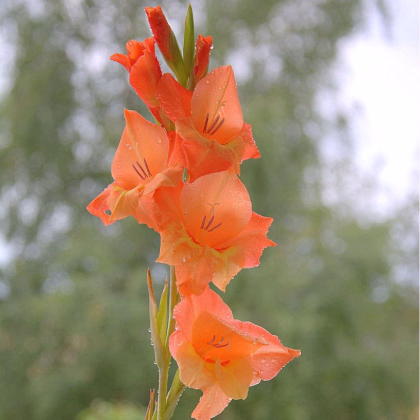 Gladiol Ovatie - Gladiolus - predaj cibuľovín - 3 ks