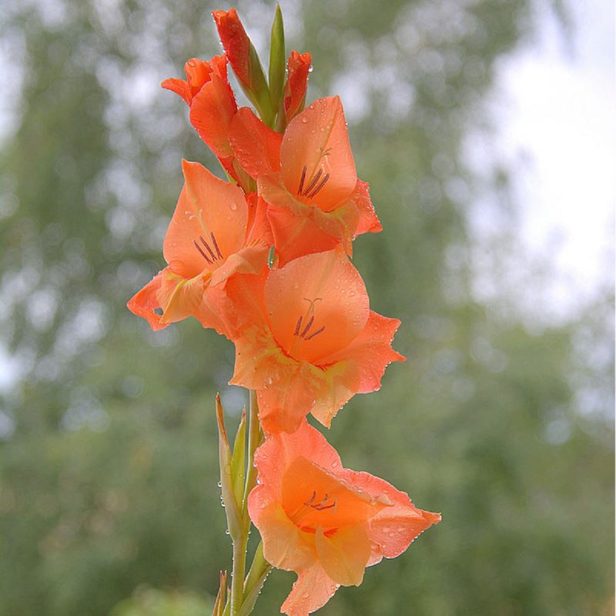 Gladiol Ovatie - Gladiolus - predaj cibuľovín - 3 ks