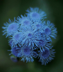 Agerát Aloha modrý - Ageratum Aloha Blue - predaj semien - 20 ks