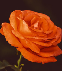 Ruža veľkokvetá pnúca oranžová - Rosa - voľnokorenné sadeničky ruží - 1 ks