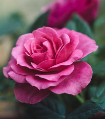 Ruža veľkokvetá pnúca ružová - Rosa - voľnokorenné sadeničky ruží - 1 ks