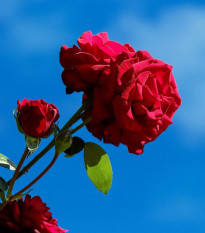 Ruža veľkokvetá pnúca červená - Rosa - voľnokorenné sadeničky ruží - 1 ks