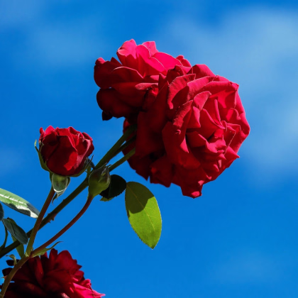 Ruža veľkokvetá pnúca červená - Rosa - voľnokorenné sadeničky ruží - 1 ks