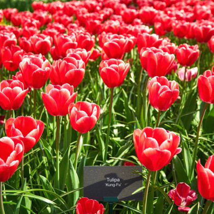 Tulipán Kung Fu - Tulipa - predaj cibuľovín - 3 ks