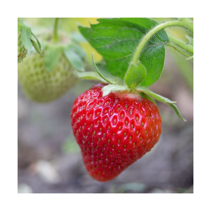 Jahoda Symphony - Fragaria ananassa - voľnokorenné sadeničky jahôd - 5 ks