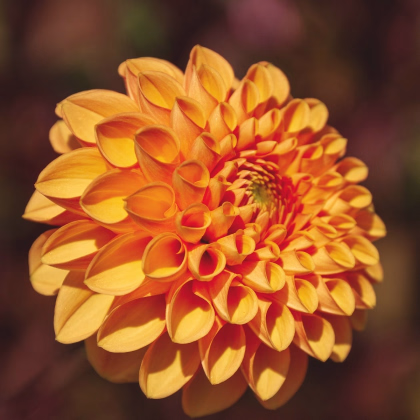 Georgína Sylvia - Dahlia - predaj cibuľovín - 1 ks