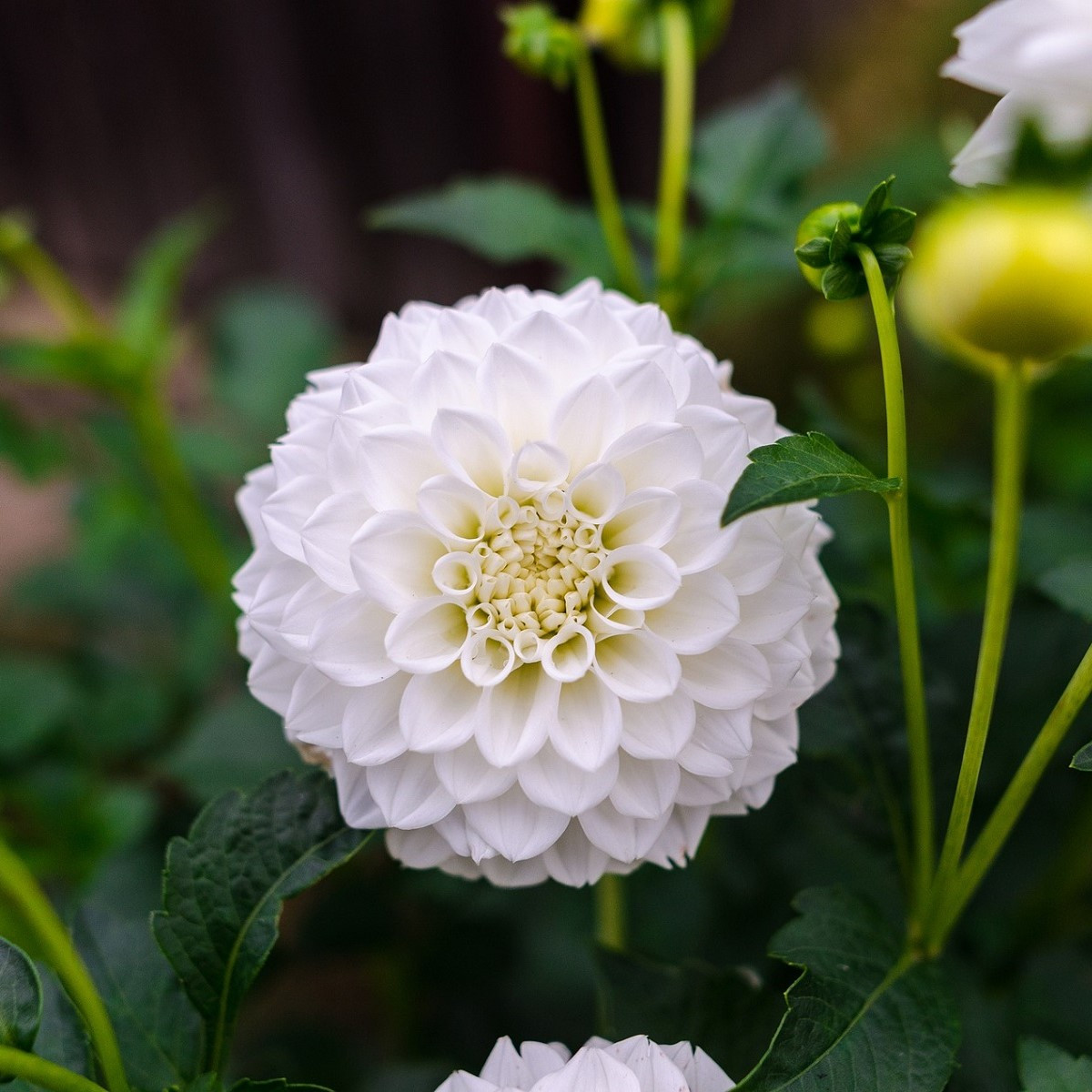Georgína White Aster - Dahlia - predaj cibuľovín - 1 ks