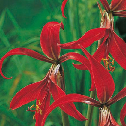 Sprekelia červená - Sprekelia formosissima - predaj cibuľovín - 1 ks