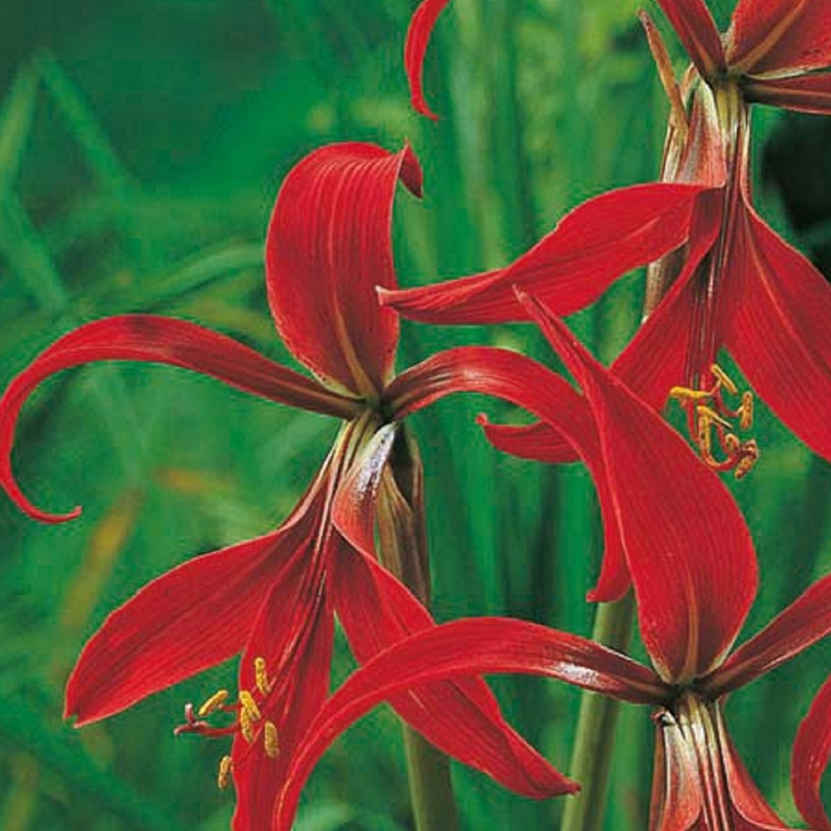 Sprekelia červená - Sprekelia formosissima - predaj cibuľovín - 1 ks