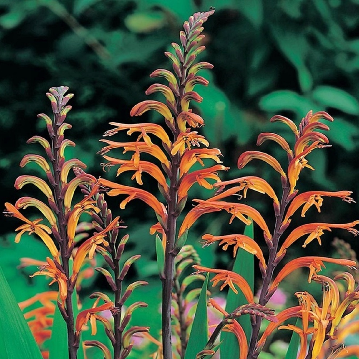 Chasmanthe - Chasmanthe saturnus - predaj cibuľovín - 2 ks