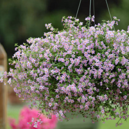 Bakopa Blutopia - Bacopa sutera cordata - predaj semien - 7 ks